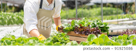 Hydroponic vegetable concept, Young Asian man harvesting fresh salad into basket in hydroponic farm Hydroponic vegetable concept, Young Asian man harvesting fresh salad into basket in hydroponic farm 91925086