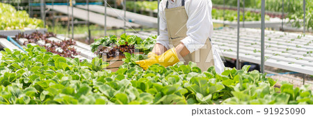 Hydroponic vegetable concept, Young Asian man picking fresh cos lettuce in hydroponic farm 91925090