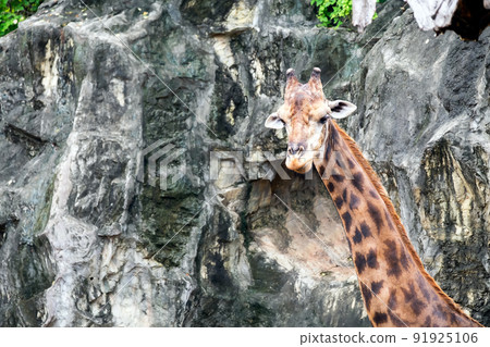 Giraffe with long neck close up with stone mountain as background 91925106