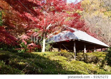 町田市藥師池公園彩色森林植物園後院休息區和紅葉 町田市藥師池公園彩色森林植物園後院休息區和紅葉 91925272