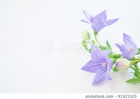 中國風鈴草框架 91925320