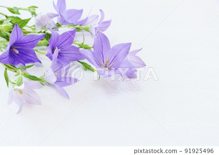 Chinese bellflower frame 91925496