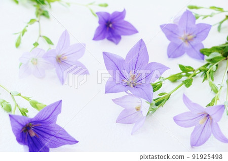 Chinese bellflower frame 91925498