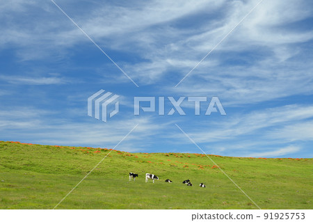Utsukushigahara plateau grazing scenery Utsukushigahara plateau grazing scenery 91925753