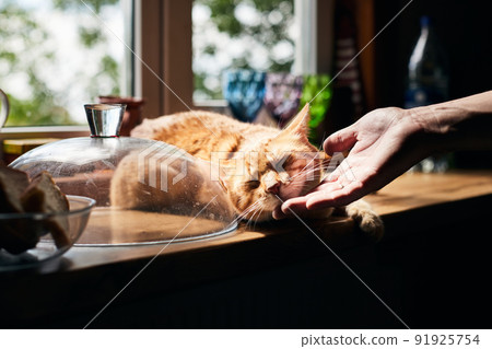 The red cat is lying on the table and his chin is being scratched. Front view. The red cat is lying on the table and his chin is being scratched. Front view. 91925754