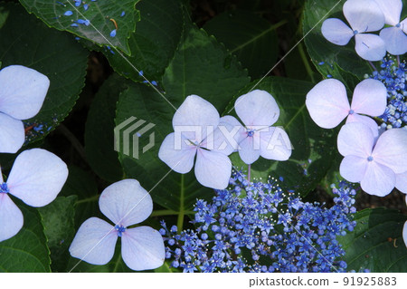Hydrangea in the civic park 91925883