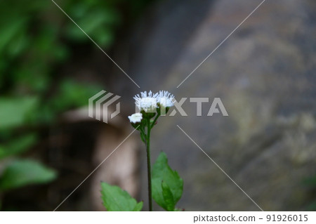 Flowers 91926015