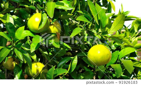 這是一個已經開始變成橙色的橘子。 91926183