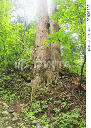 Mt. Dewa, Mt. Haguro Mt. Dewa, Mt. Haguro 91926395