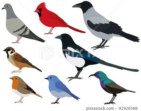 Common birds types collection vector illustration Common birds types collection vector illustration 91926566