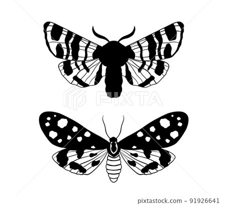 Graphic black Butterfly isolated on white background. Vector monochrome illustration moth insect 91926641