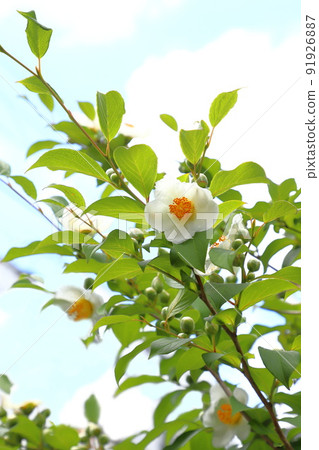 Pretty summer camellia (Japanese stewartia) flower 91926887