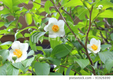Pretty summer camellia (Japanese stewartia) flower 91926890