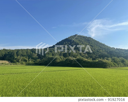 Paddy fields and Kabutoyama where rice has grown Kumihama, Kyotango City 91927016