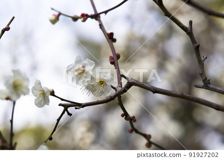梅園裡盛開著白色的梅花。 梅園裡盛開著白色的梅花。 91927202