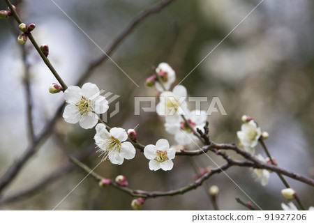 White plum blossoms are in bloom in the plum garden. 91927206