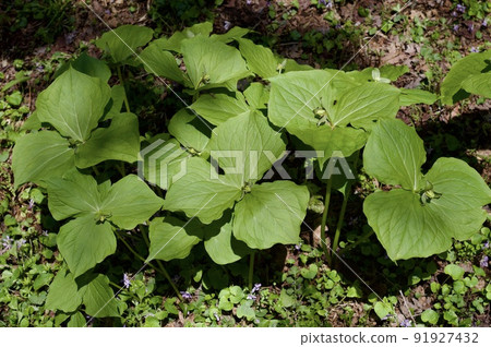 延齡草吾妻山 91927432