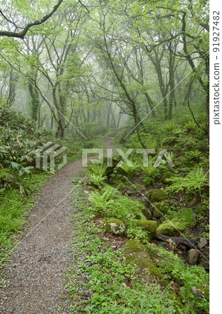 霧中的道後山小道 91927482