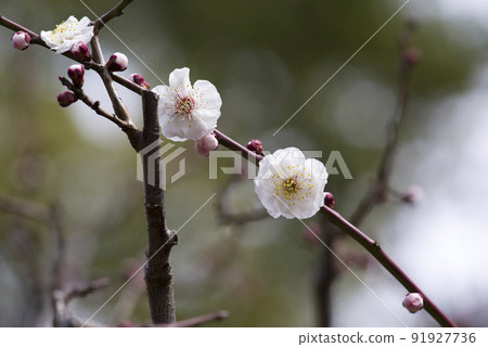 White plum blossoms are in bloom in the plum garden. White plum blossoms are in bloom in the plum garden. 91927736