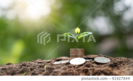 Money tree growing with coins on the soil. Financial or investment growth idea. Increasing profits and capital gains 91927844
