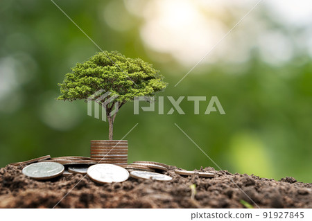Money tree growing with coins on the soil. Financial or investment growth idea. Increasing profits and capital gains 91927845