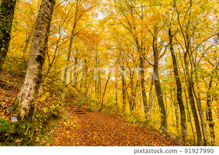 Aomori Prefecture Autumn Leaves Shirakami Mountains-Beech Forest Trail- Aomori Prefecture Autumn Leaves Shirakami Mountains-Beech Forest Trail- 91927990