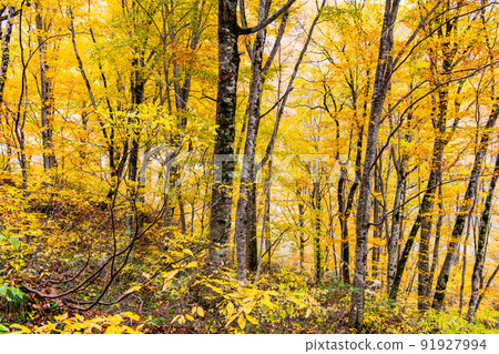 Aomori Prefecture Autumn Leaves Shirakami Mountains-Beech Forest Trail- Aomori Prefecture Autumn Leaves Shirakami Mountains-Beech Forest Trail- 91927994