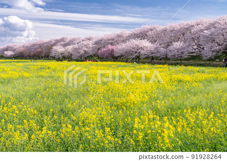 《Saitama Prefecture》 Cherry blossoms in full bloom and rape blossoms ・ Spring Gongendo Tsutsumi 《Saitama Prefecture》 Cherry blossoms in full bloom and rape blossoms ・ Spring Gongendo Tsutsumi 91928264