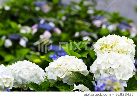 Hydrangea Hydrangea 91928435