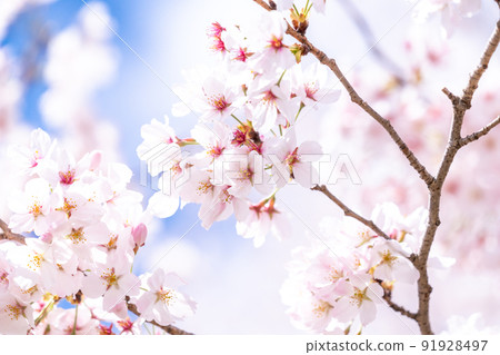《Saitama Prefecture》 Cherry blossoms in full bloom, Gongendo Tsutsumi in spring 91928497
