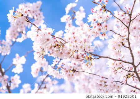 《Saitama Prefecture》 Cherry blossoms in full bloom, Gongendo Tsutsumi in spring 91928501