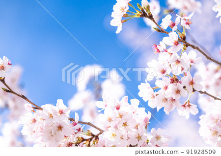 《Saitama Prefecture》 Cherry blossoms in full bloom, Gongendo Tsutsumi in spring 91928509