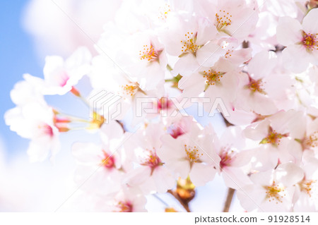 《Saitama Prefecture》 Cherry blossoms in full bloom, Gongendo Tsutsumi in spring 91928514