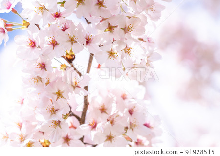 《Saitama Prefecture》 Cherry blossoms in full bloom, Gongendo Tsutsumi in spring 91928515