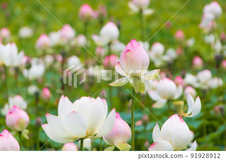 初夏荷塘盛開 91928912