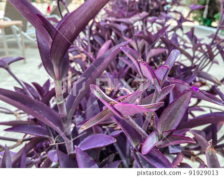exotic plant tradescantia purpurea. flower with purple leaves, tropical plant from hot countries. unusual color culture. purple flowers 91929013