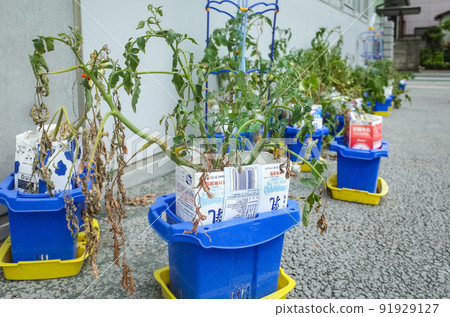 小學班-種植西紅柿- 小學班-種植西紅柿- 91929127