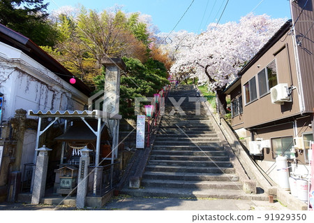 Cherry blossoms in full bloom Sakura Sakura Eboshiyama Park Cherry blossoms in full bloom Sakura Sakura Eboshiyama Park 91929350