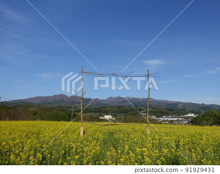 Rape field in full bloom, Ventengarten, Kaminoyama 91929431