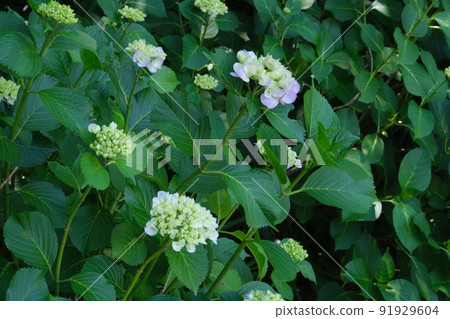 遮蔭繡球花 91929604