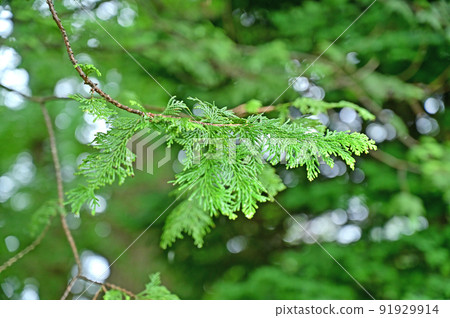 Tree: Spanish mackerel, Cupressaceae 91929914
