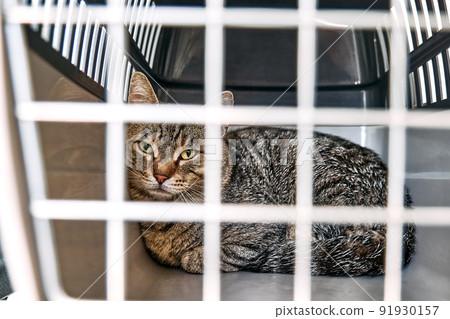 Sad cat behind bars, closed in transport box, cage or pet carrier. Homeless pets and veterinary concept. Sad cat behind bars, closed in transport box, cage or pet carrier. Homeless pets and veterinary concept. 91930157