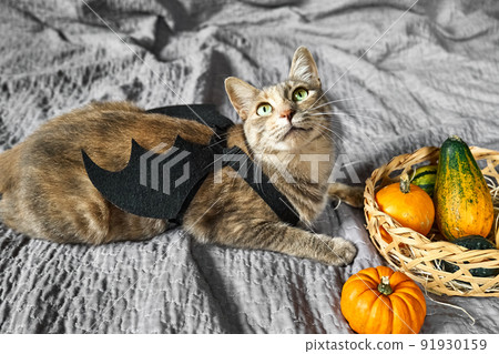 Halloween cat. Beautiful playful tabby cat wearing festive dress of bat wings plays with pumpkin on gray plaid. Halloween cat. Beautiful playful tabby cat wearing festive dress of bat wings plays with pumpkin on gray plaid. 91930159