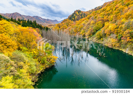 Aomori Prefecture Autumn Leaves Shirakami Mountains-Miyama Lake- 91930184