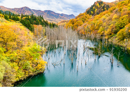 Aomori Prefecture Autumn Leaves Shirakami Mountains-Miyama Lake- Aomori Prefecture Autumn Leaves Shirakami Mountains-Miyama Lake- 91930200