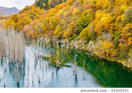 青森縣紅葉白神山脈-美山湖- 青森縣紅葉白神山脈-美山湖- 91930201
