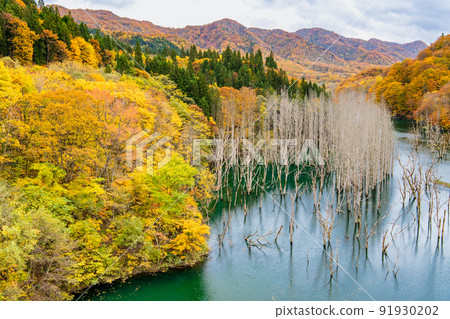 青森縣紅葉白神山脈-美山湖- 青森縣紅葉白神山脈-美山湖- 91930202