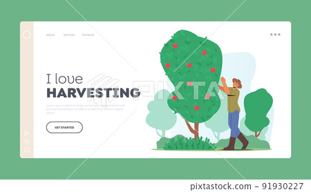 Harvesting Landing Page Template. Man Farmer Character Pick Ripe Apple Fruits from Green Tree in Country Garden 91930227