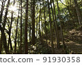 Mountain trail in a shining sugi forest 91930358