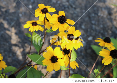 Yellow flowers of Rudbeckia takao (Ludobekia tri donkey) blooming in a Japanese park in early summer 91930457